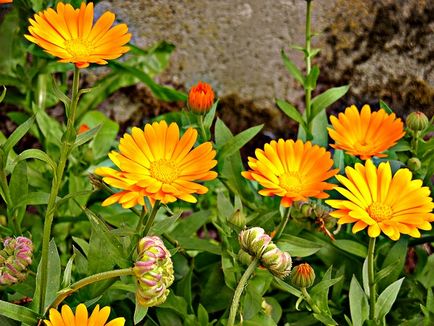 Tratamentul chisturilor la domiciliu cu usturoi, calendula, in, plantain, un site despre metodele de tratament