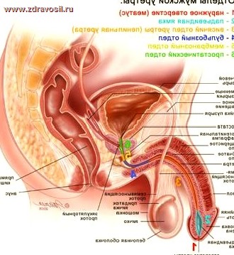 Fibroza prostatică cronică, hemoroizii și prostatita care este conexiunea