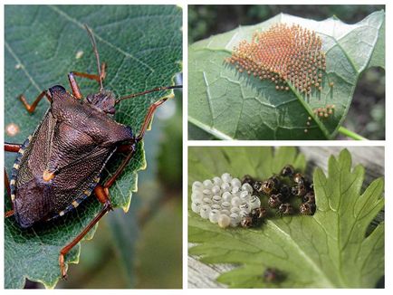 Pădure bug-uri foto cum să se uite, ce să mănânce și cum să scapi de ele