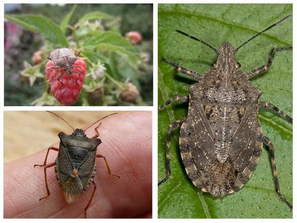 Pădure bug-uri foto cum să se uite, ce să mănânce și cum să scapi de ele