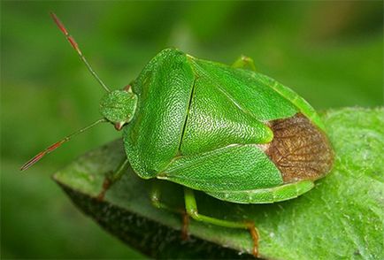 Bug-ul forestier, trăsăturile din viața lui și ce să facă dacă a intrat într-un apartament