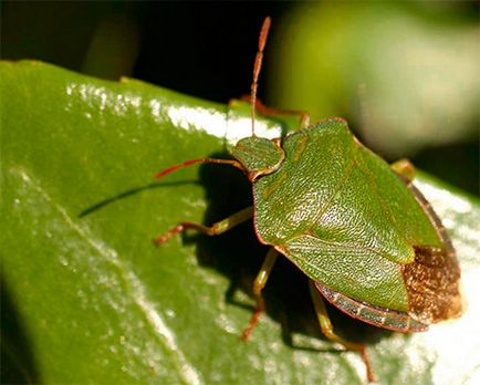 Bug-ul forestier, trăsăturile din viața lui și ce să facă dacă a intrat într-un apartament