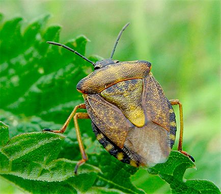 Bug-ul forestier, trăsăturile din viața lui și ce să facă dacă a intrat într-un apartament