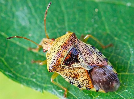 Bug-ul forestier, trăsăturile din viața lui și ce să facă dacă a intrat într-un apartament