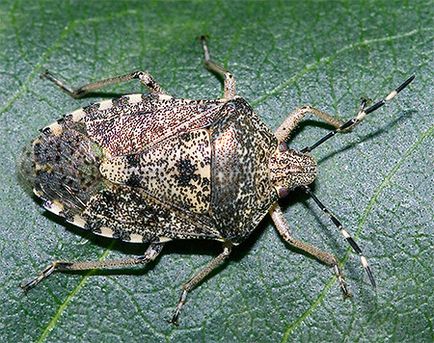 Bug-ul forestier, trăsăturile din viața lui și ce să facă dacă a intrat într-un apartament