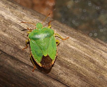 Bug-ul forestier, trăsăturile din viața lui și ce să facă dacă a intrat într-un apartament