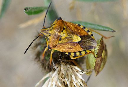 Bug-ul forestier, trăsăturile din viața lui și ce să facă dacă a intrat într-un apartament