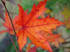 Liquidambar, liquidambar styraciflua cumpăra, prețul de indicii, îngrijire, fotografie, descriere, aterizare