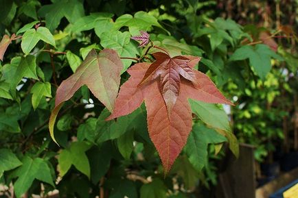 Liquidambar în peisajul speciilor de grădină, caracteristici de îngrijire