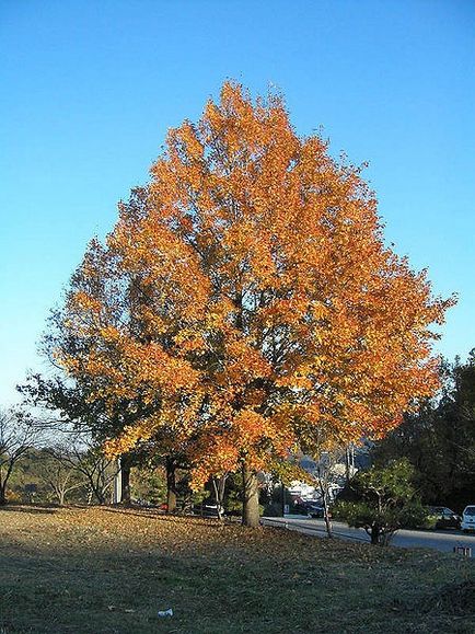 Liquidambar în peisajul speciilor de grădină, caracteristici de îngrijire