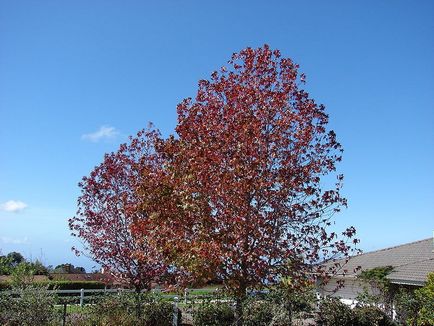 Liquidambar în peisajul speciilor de grădină, caracteristici de îngrijire