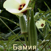 Liquidambar keleti gyógynövény (Liquidambar keleti Encyclopedia növény gyógynövény gyógynövény gyógynövények gyógynövények) Liquidambar keleti gyógynövény