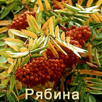 Liquidbambar plante medicinale orientale