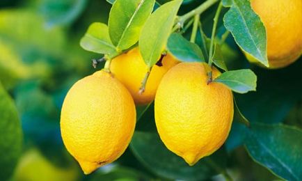 Лимон з сіллю - користь і шкода