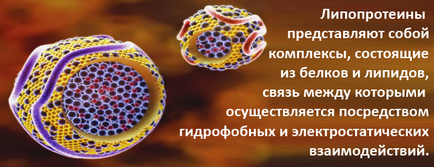 Ліпопротеїни - види в крові, норма, причини підвищення