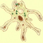 Structura și funcția lizozomilor, secretele medicinei populare
