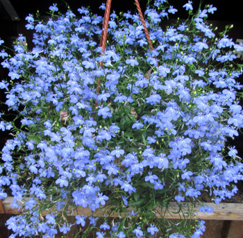 Lobelia, cum arată, varietăți, cultivare