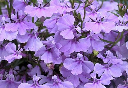 Lobelia - kárt és előnyök (központi idegrendszer) Lobelia - kár és haszon