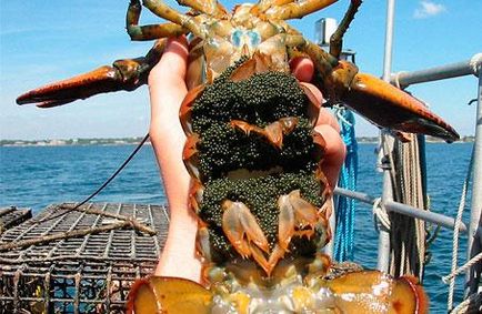 Lobster și diferența de homar - maricultură - viața mea
