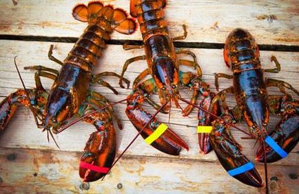 Lobster și diferența de homar - maricultură - viața mea