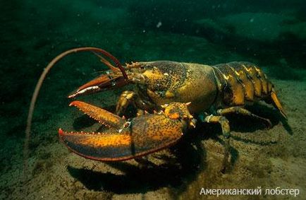 Lobster și diferența de homar - maricultură - viața mea