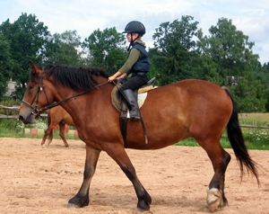 Cai, cai, armăsar, mare, măgar, călărie, sport ecvestru, dresaj, sărituri, conducere,