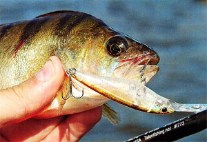 Pike de pescuit pe adâncime (dip) wobblers - pescuit - portal de informare și divertisment