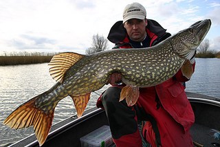 Pike halászat a pályán, az összes fogást