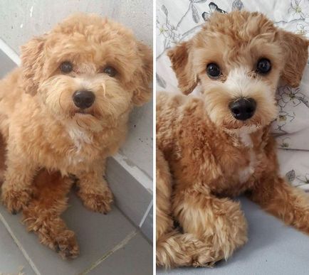 bozontos kutya, rettenetesen megváltozott, miután nyírás