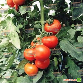 Кращі насіння індетермінантних томатів для другого обороту