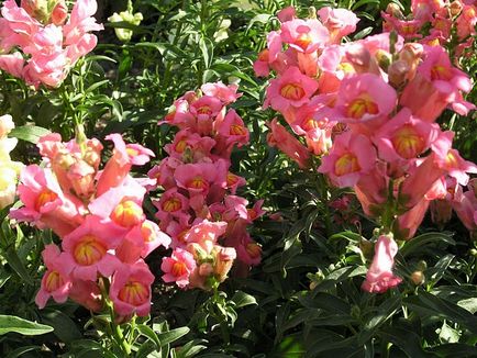 Snapdragon vagy kutya-dolgotsvetki