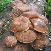 Mycelium stridii ciuperci - cumpara seminte de stridii