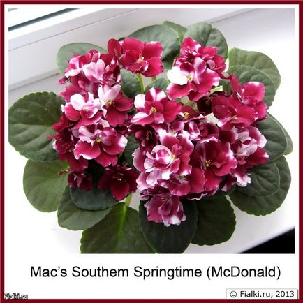 Мої фиалочки mac`s southern springtime, ness` blueberry puff, ness` orange pekoe і ще 14 фіалок,