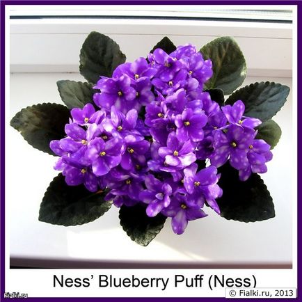Мої фиалочки mac`s southern springtime, ness` blueberry puff, ness` orange pekoe і ще 14 фіалок,