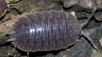 Woodlice és hol lakott, fertőtlenítés és fertőtlenítés - információs portál