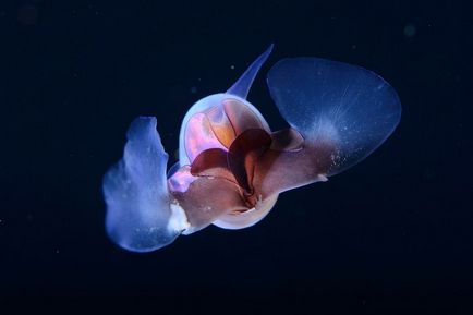 Sea angelfish