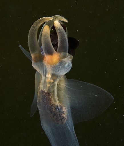 Sea angelfish