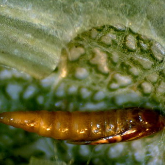 Dăunător de molii plantelor cum să se ocupe de molia grădinii din grădină și cum să scapi de ea