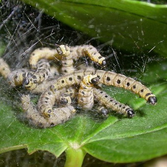 Dăunător de molii plantelor cum să se ocupe de molia grădinii din grădină și cum să scapi de ea