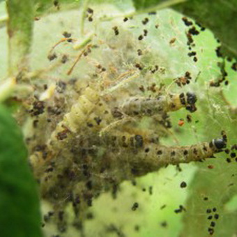 Dăunător de molii plantelor cum să se ocupe de molia grădinii din grădină și cum să scapi de ea