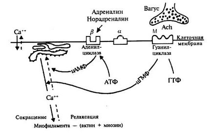 Monografie pulmonologie, alergologie