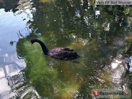 Moszkva Állatkert, Moszkva - „hogy a legrégebbi állatkertek Európában ajánlatok