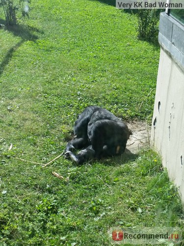 Grădina zoologică din Moscova, Moscova - 