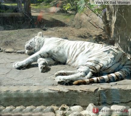 Grădina zoologică din Moscova, Moscova - 