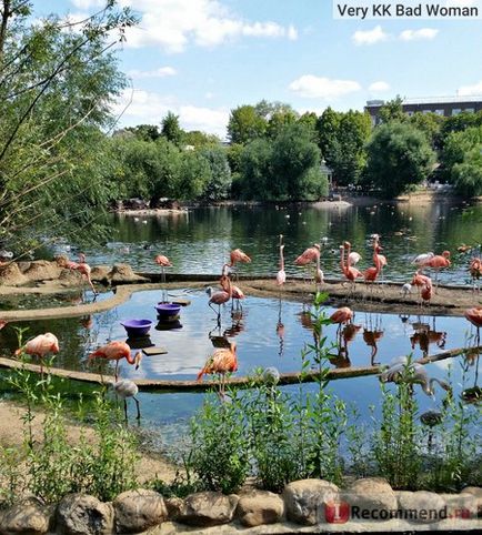 Grădina zoologică din Moscova, Moscova - 