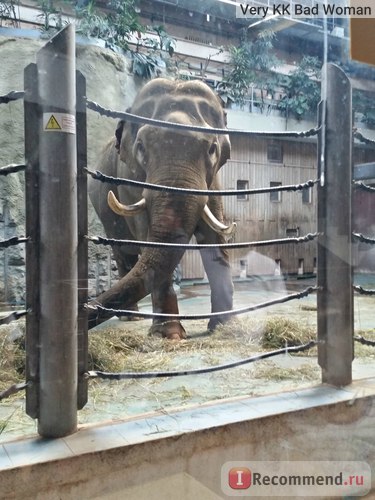 Grădina zoologică din Moscova, Moscova - 