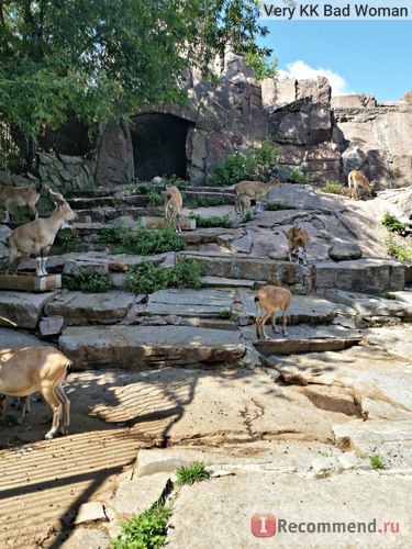 Grădina zoologică din Moscova, Moscova - 