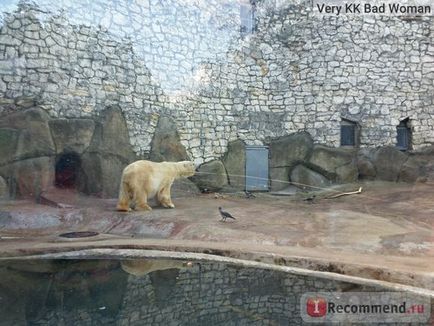 Московський зоопарк, москва - «що найстаріший зоопарк Європи пропонує своїм гостям