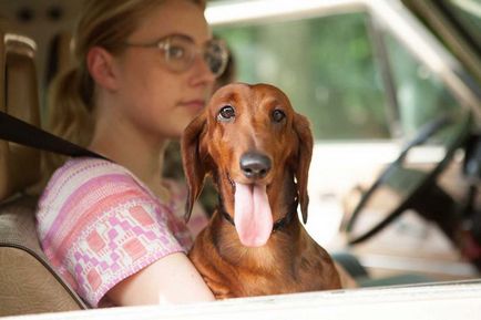 Este posibil să castrați, să sterilizeze teckelul, site-ul de dachshund