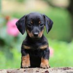 Este posibil să castrați, să sterilizeze teckelul, site-ul de dachshund